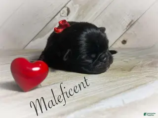 Pug dogs Maleficent - Ad 33