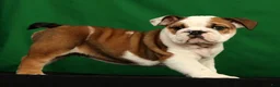 English Bulldog dogs for sale: Ollie - Ad 3