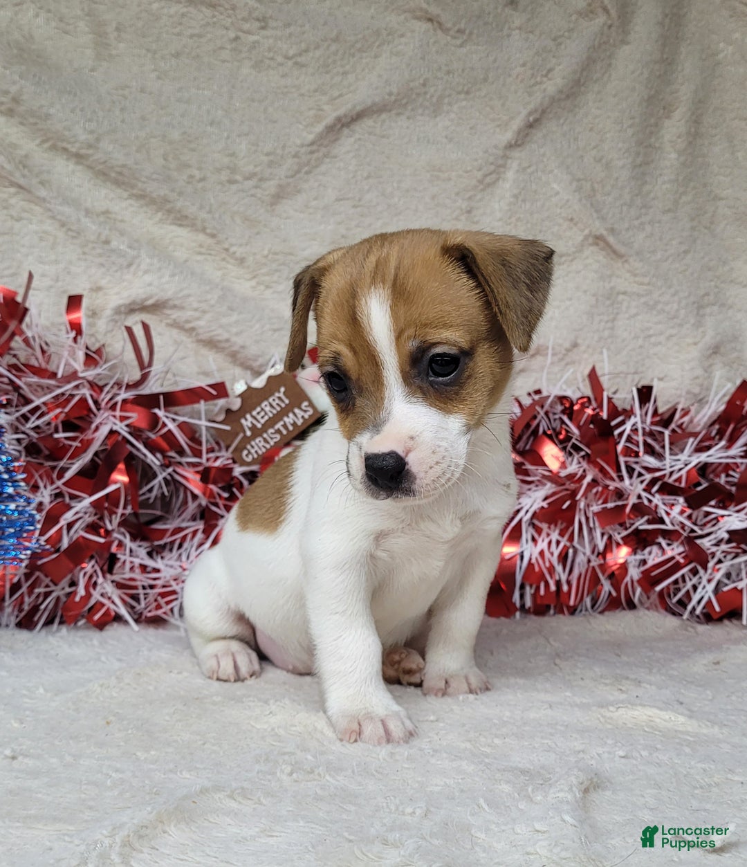 Jack Russell Terrier dogs for sale: FIDGET of Westfork  - Ad 6