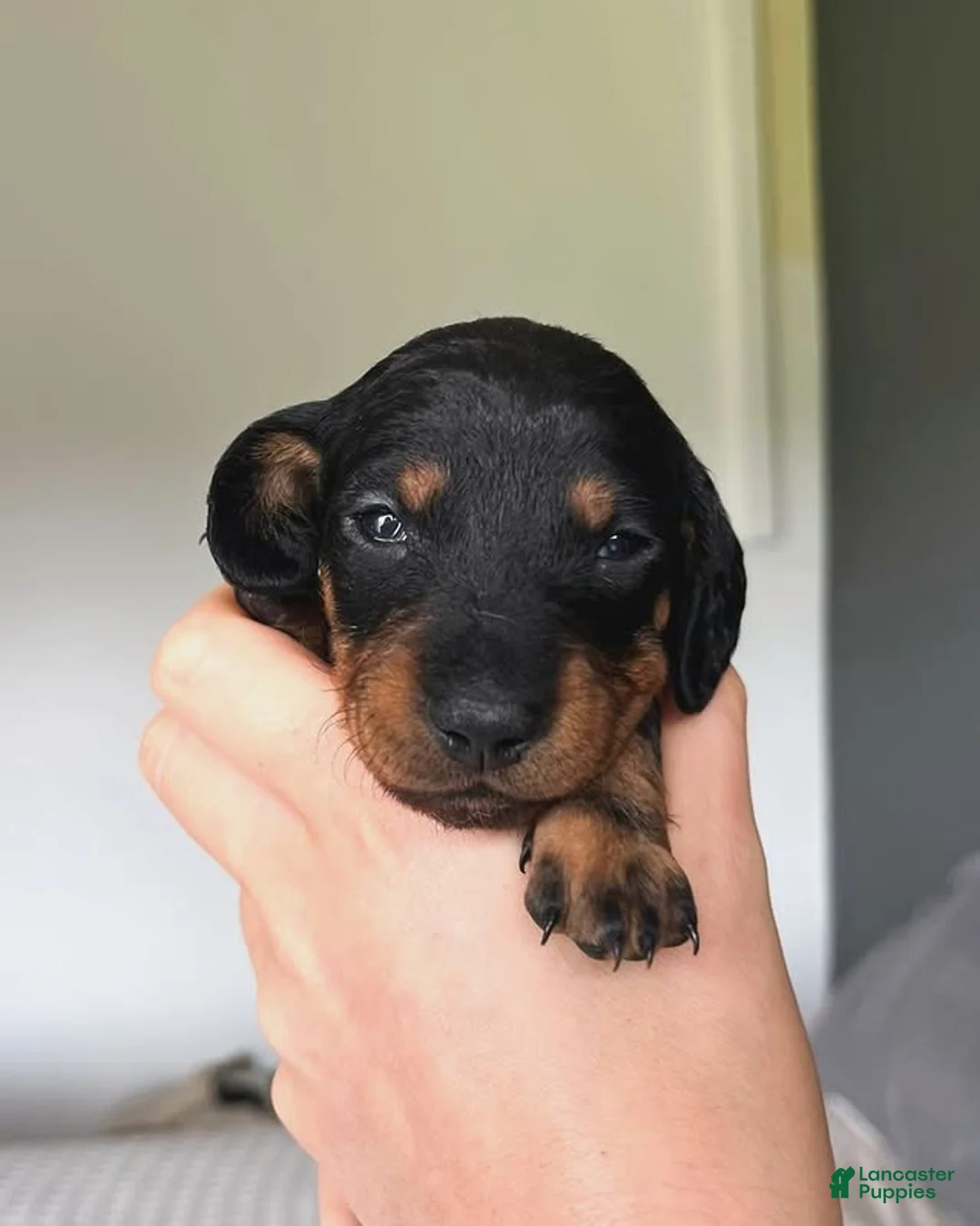 Miniature Dachshund dogs for sale: Miniature Dachshund Puppy 4 - Ad 2