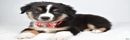 Miniature Australian Shepherd dogs for sale: Finley - Ad 3