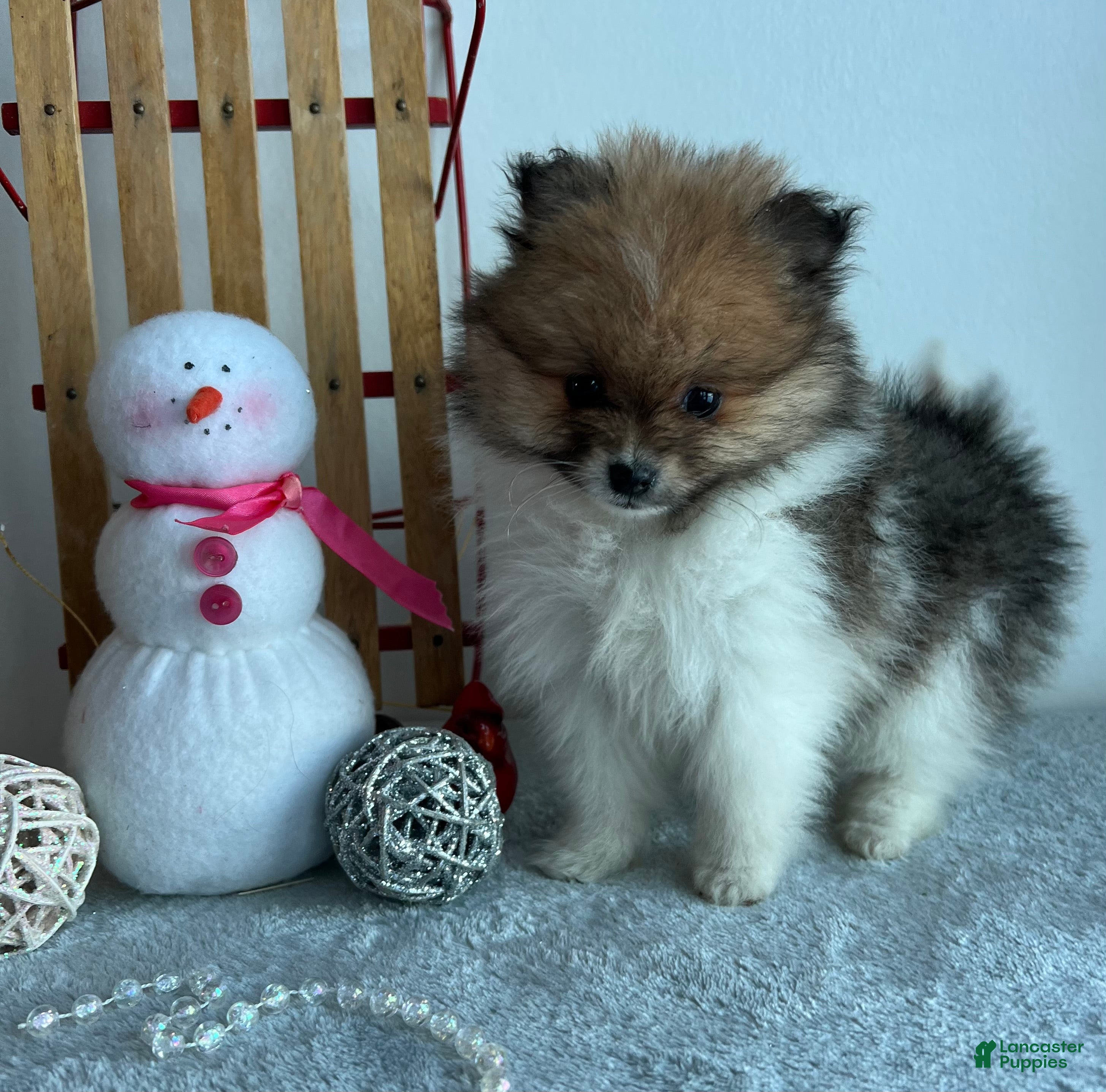 Pomeranian dogs Tiny - Ad 18