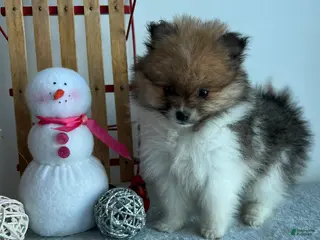 Pomeranian dogs Tiny - Ad 18