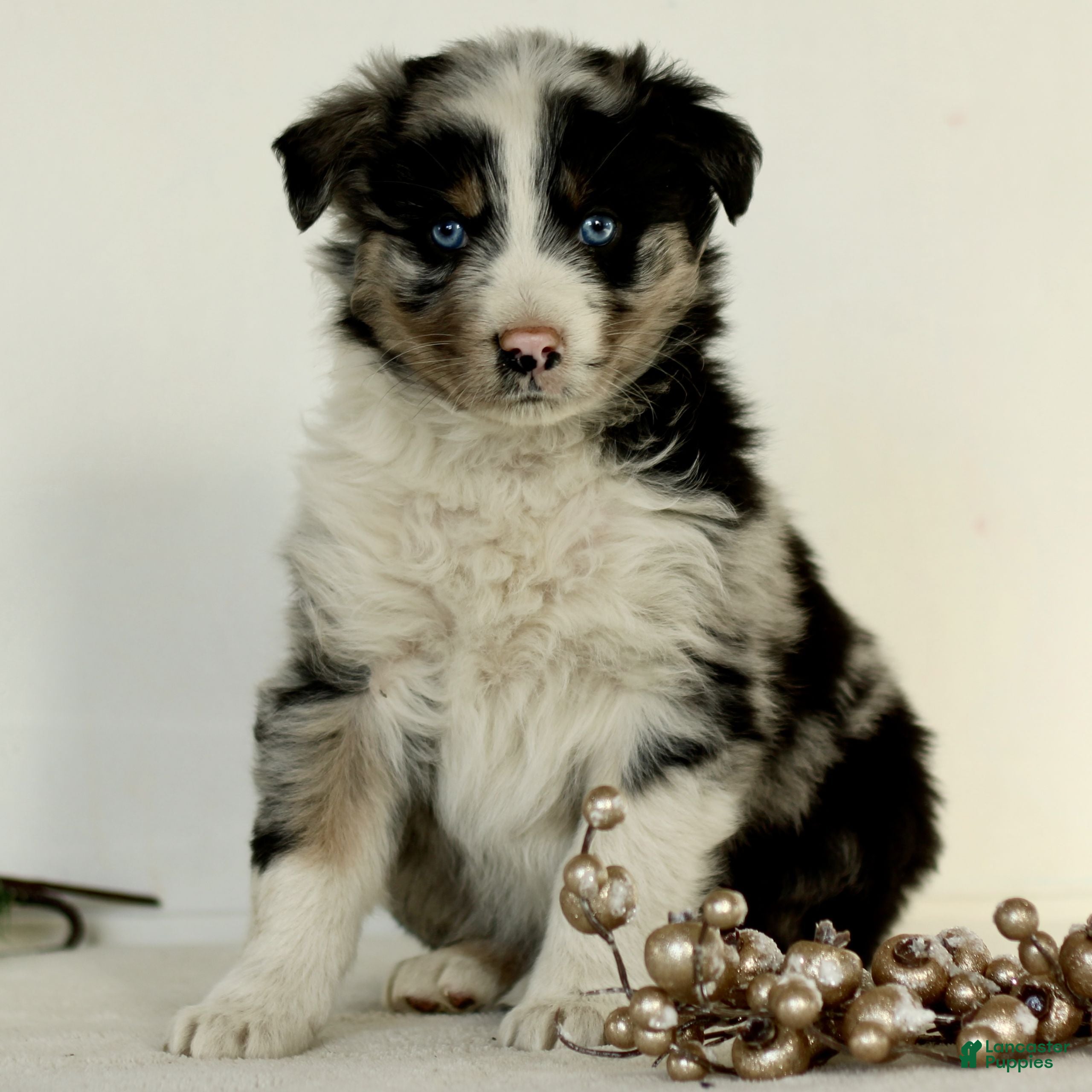 Australian Shepherd dogs Gordon  - Ad 38