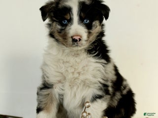 Australian Shepherd dogs Gordon - Ad 23