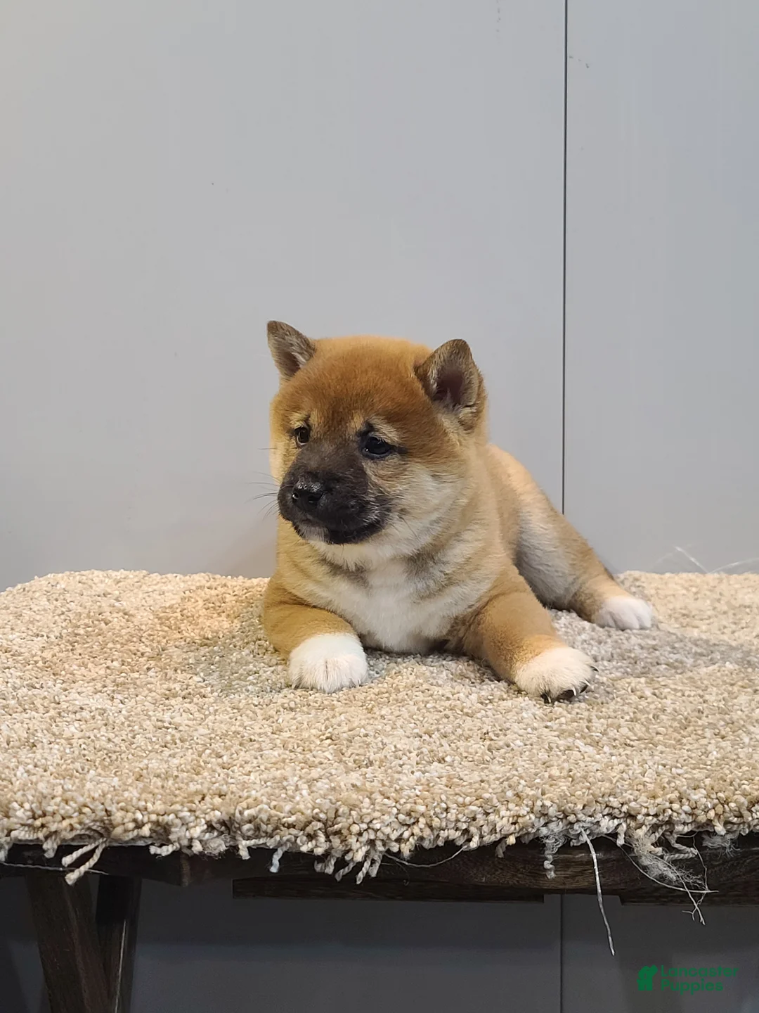 Shiba Inu dogs for sale: Tim  - Ad 2