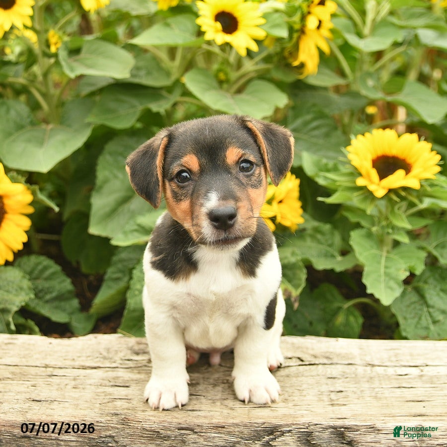 Jack Russell Terrier dogs Roy  - Ad 1