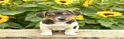 Jack Russell Terrier dogs for sale: Roy  - Ad 1