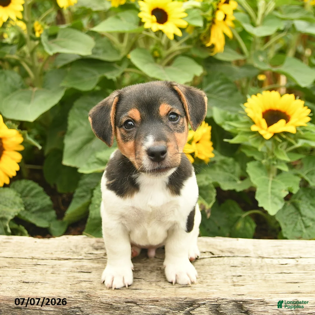 Jack Russell Terrier dogs for sale: Roy  - Ad 1