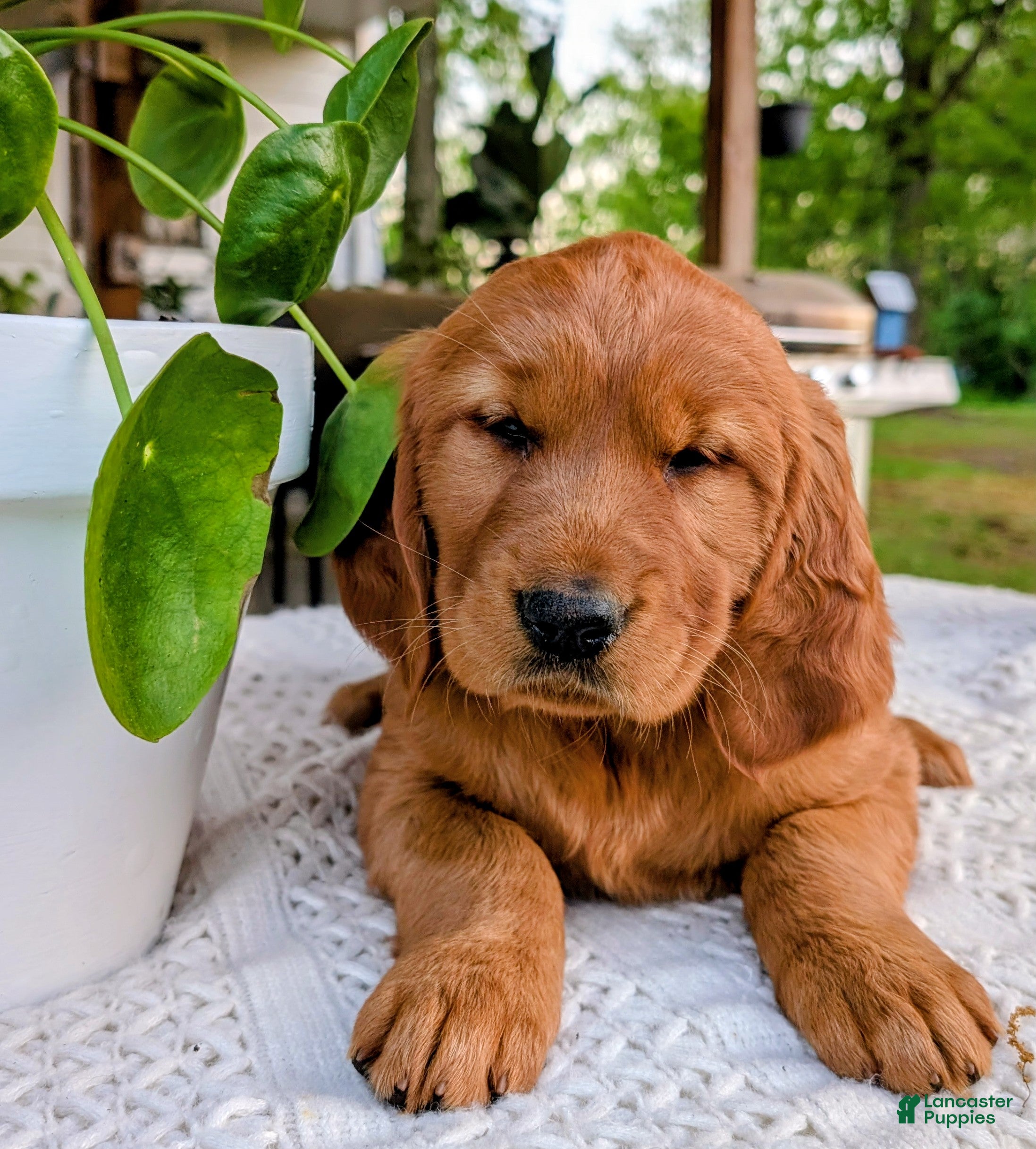 Golden Retriever dogs for sale: Hazel - Ad 2