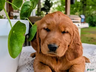 Golden Retriever dogs for sale: Hazel - Ad 2