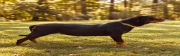 Rottweiler dogs for sale: Rottweiler 1 - Ad 5