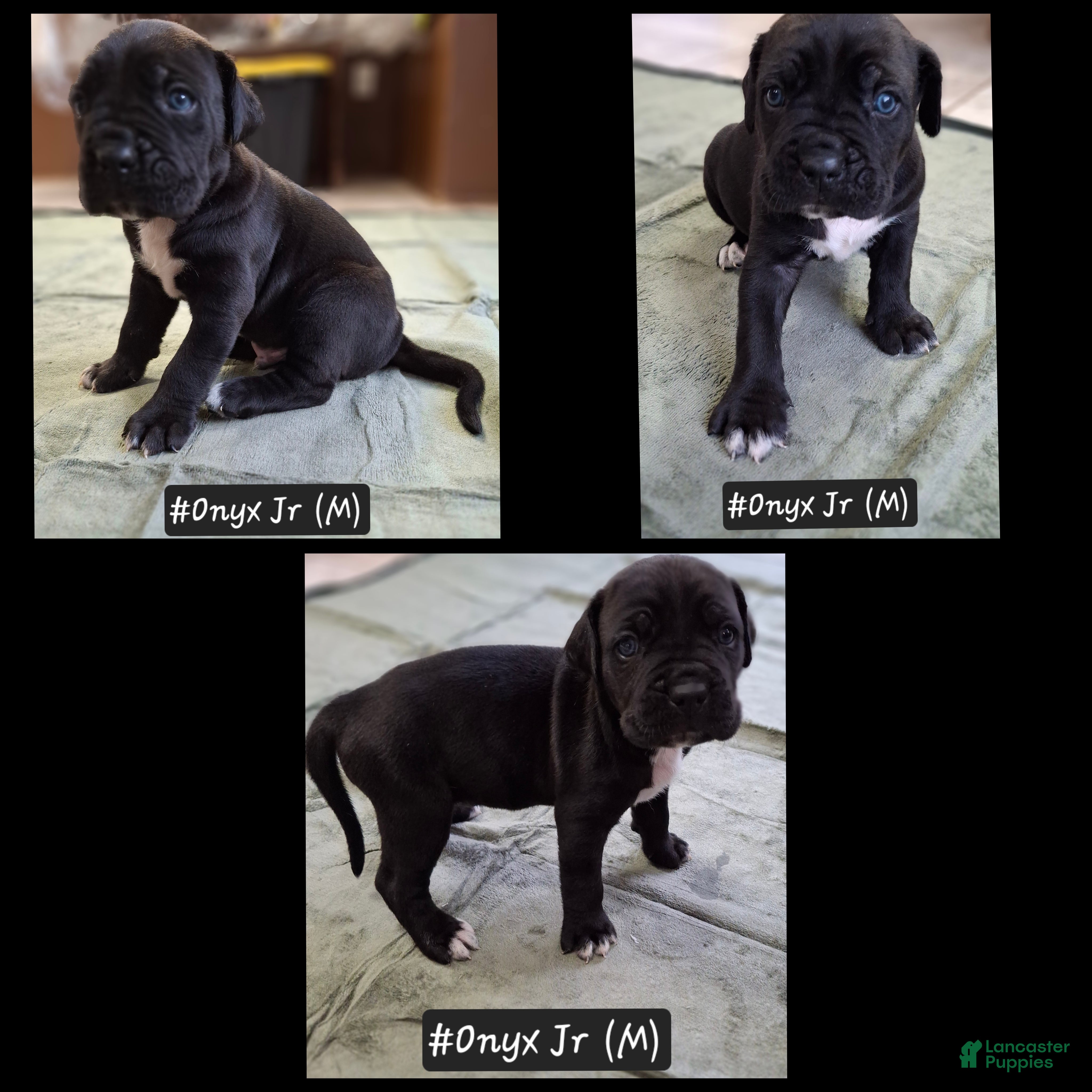 Cane Corso dogs for sale: Cane Corso 1 - Ad 3