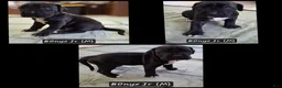 Cane Corso dogs for sale: Cane Corso 1 - Ad 1