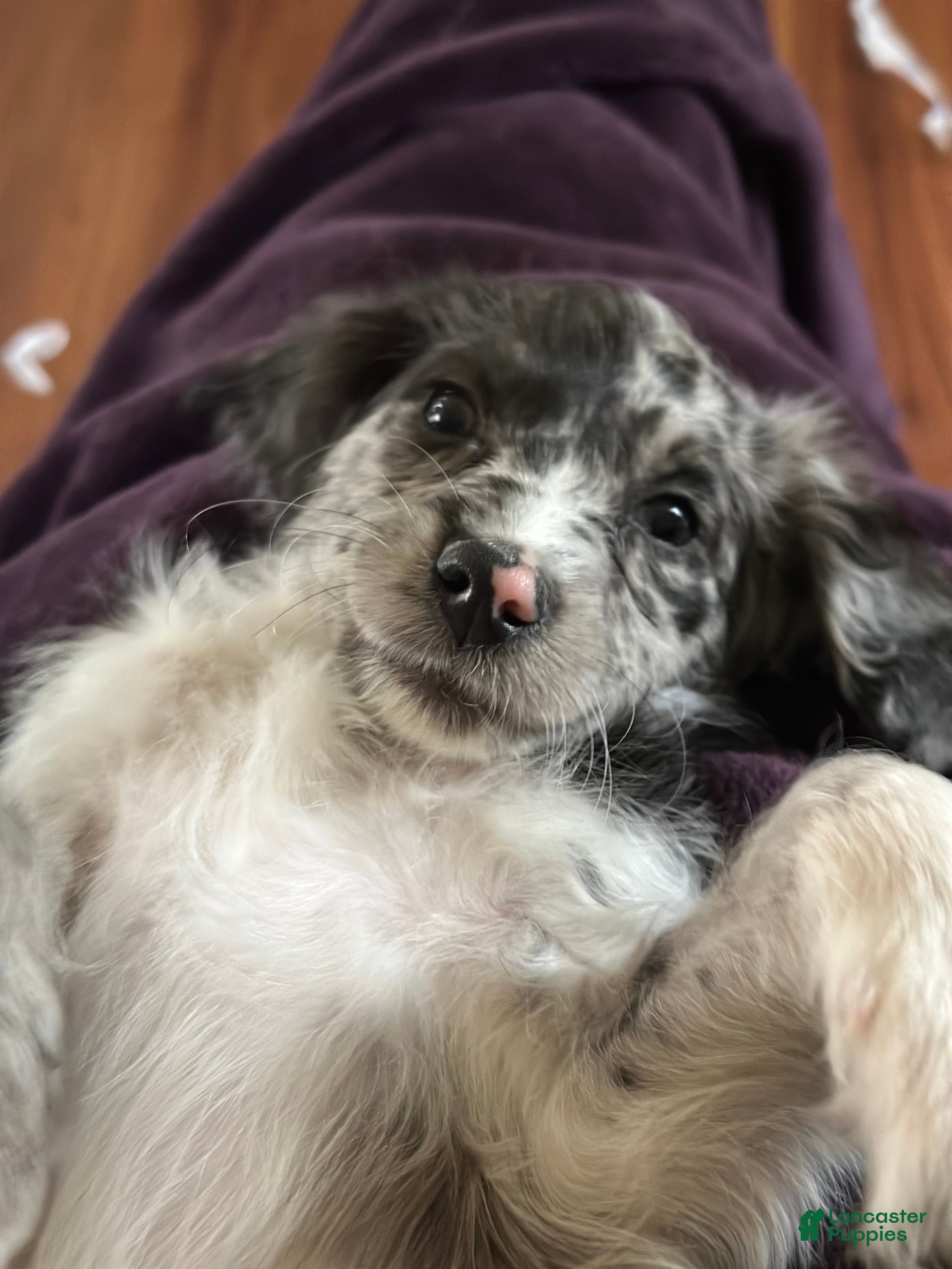 Mini Goldendoodle dogs Minni - Ad 1