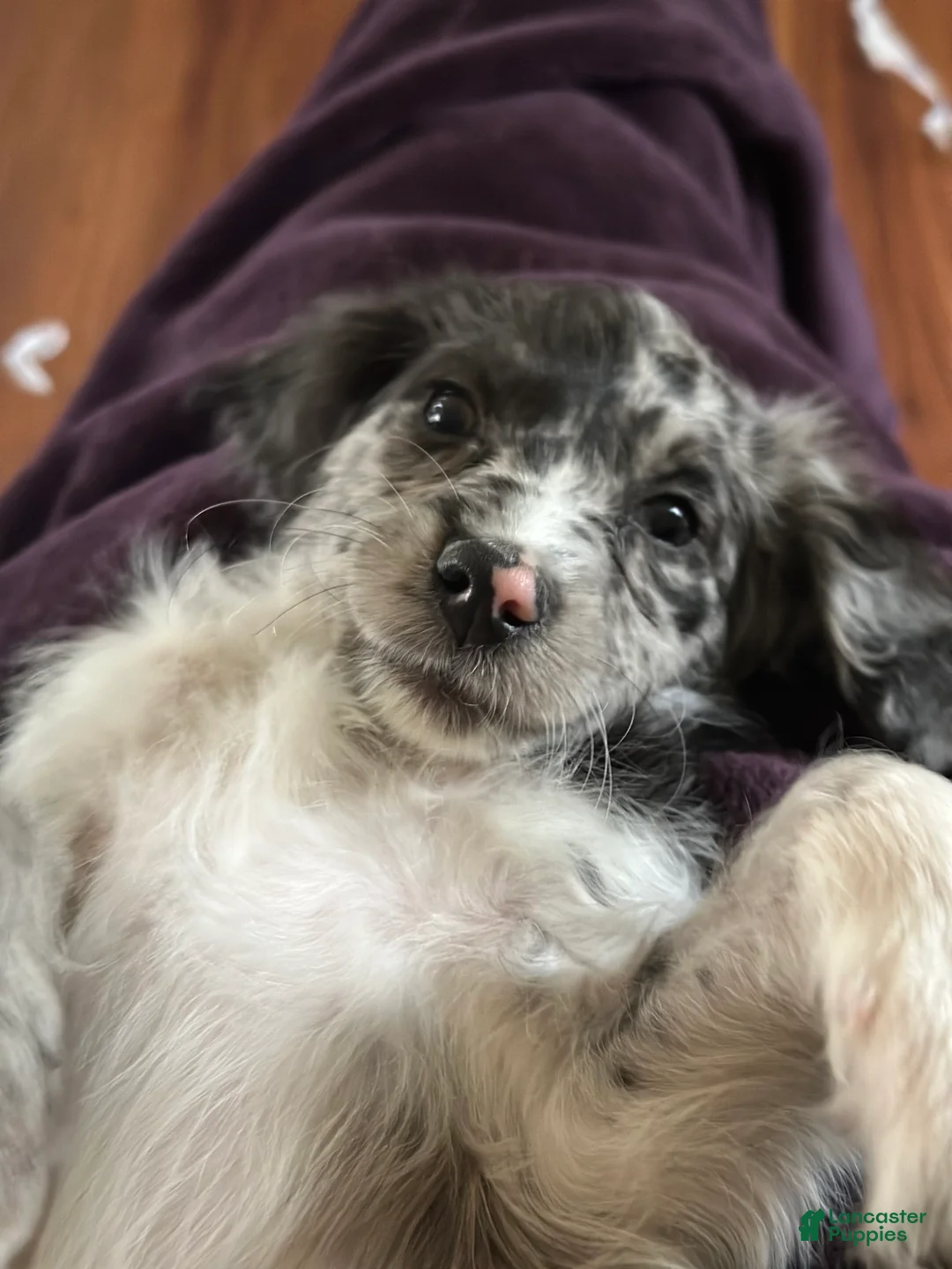 Mini Goldendoodle dogs for sale: Minni - Ad 1