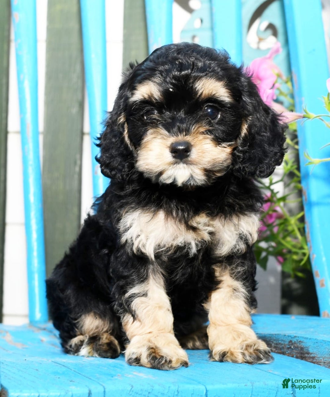 Gallery Image {{count}}