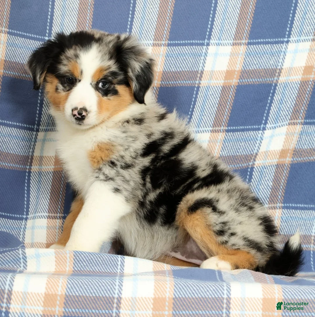 Australian Shepherd dogs for sale: Macey - Ad 2