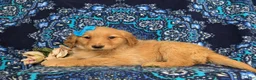 Golden Retriever dogs for sale: Janee - Ad 4