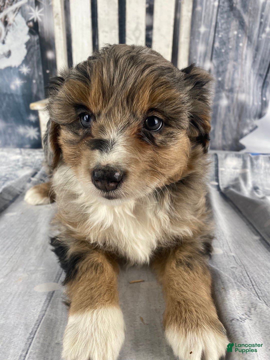 Aussiedoodle dogs for sale: Paisley - Ad 6