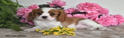 Cavalier King Charles Spaniel dogs for sale: Banjo - Ad 2