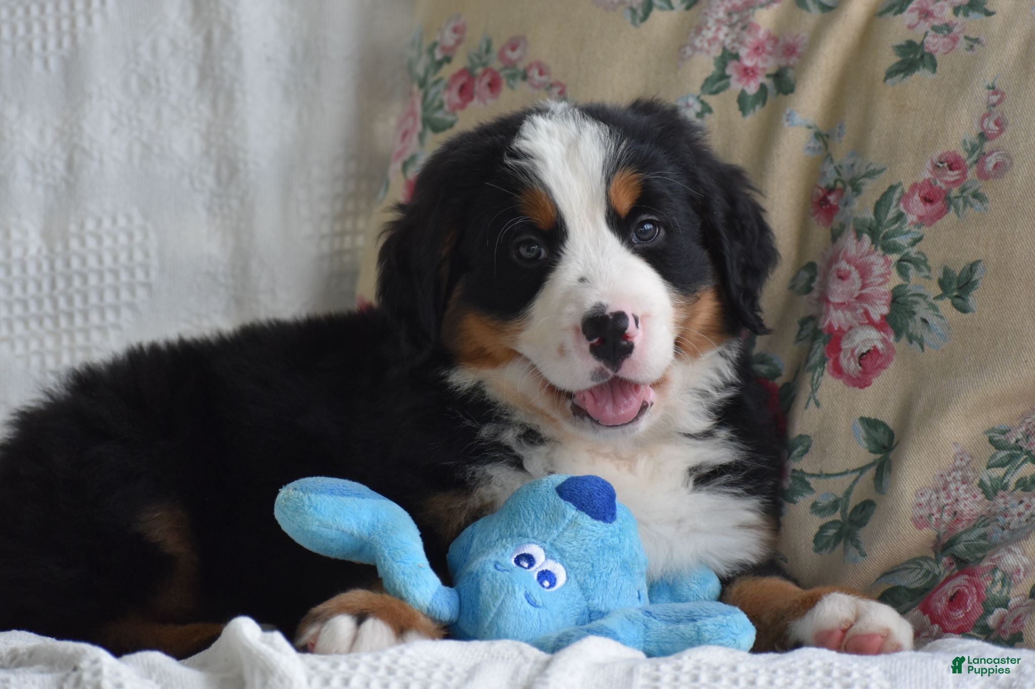 Bernese Mountain Dog dogs Bernard  - Ad 2