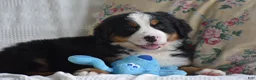Bernese Mountain Dog dogs for sale: Bernard  - Ad 2