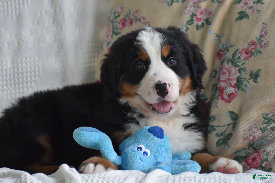 Bernese Mountain Dog dogs for sale: Bernard  - Ad 2