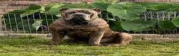 Cane Corso dogs for sale: Boy 5 - Ad 4