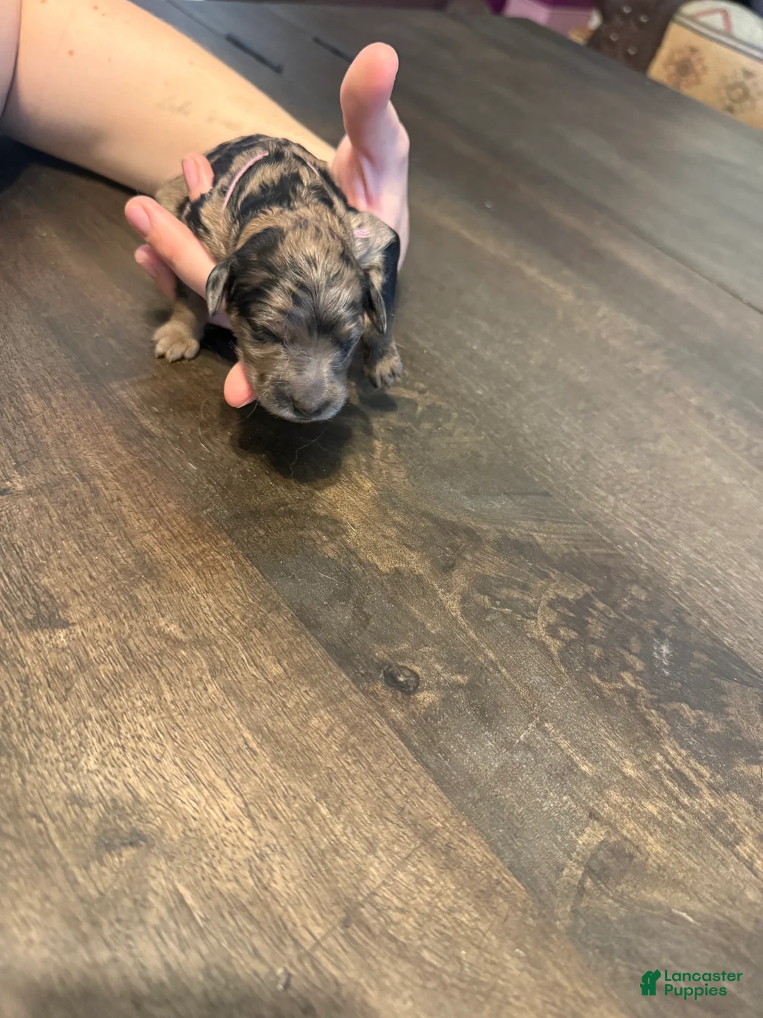 Aussiedoodle dogs for sale: Cornflower - Ad 2
