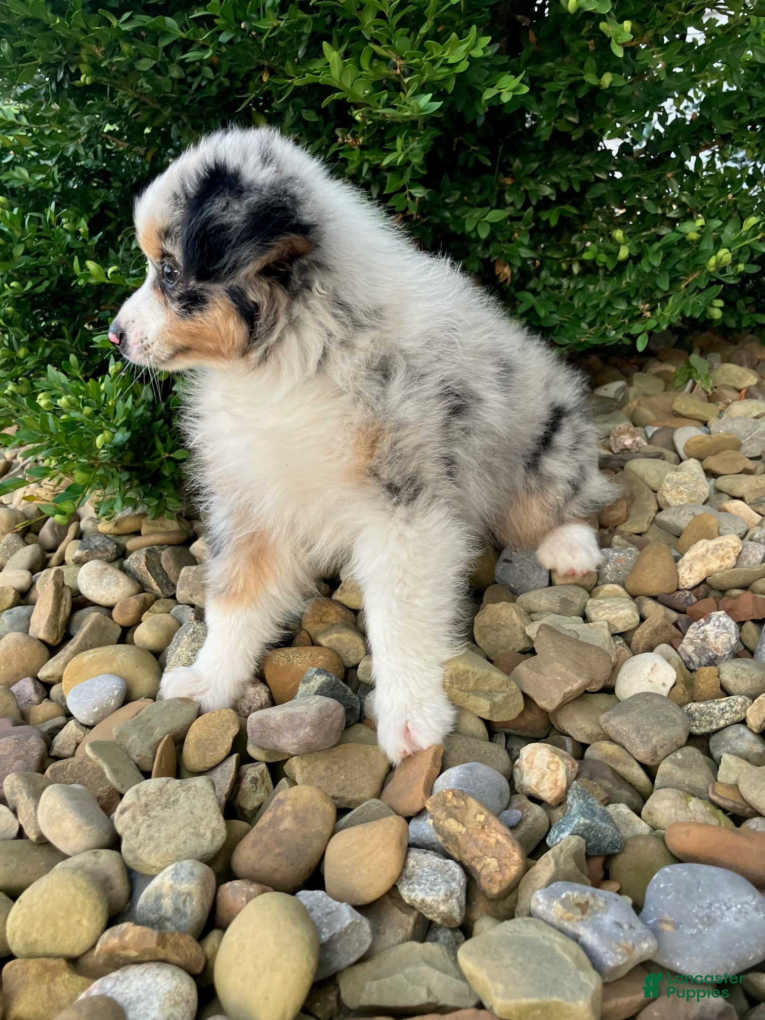 Miniature Australian Shepherd dogs Teddy - Ad 2