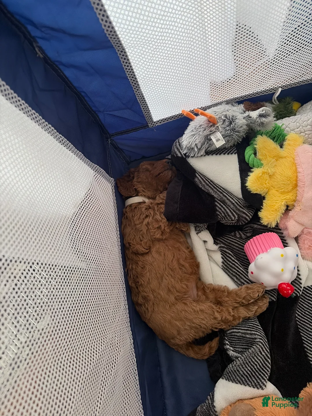 Mini Goldendoodle dogs for sale: Mini Goldendoodle Puppy 7 - Ad 1