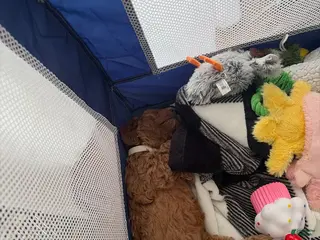 Mini Goldendoodle dogs Mini Goldendoodle Puppy 7 - Ad 35