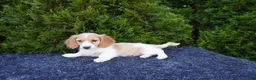 Miniature Dachshund dogs for sale: Brian - Ad 4
