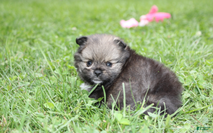 Pomeranian dogs Jazzy - Ad 2