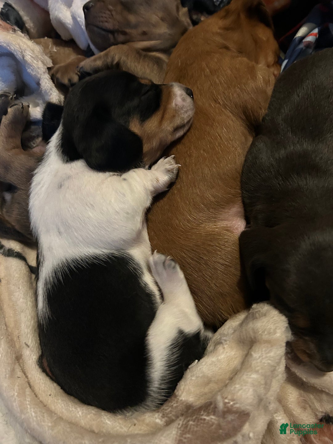 Miniature Dachshund dogs for sale: Sassyfrass  - Ad 12