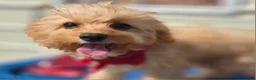 Cavapoo dogs for sale: Miles - Ad 7