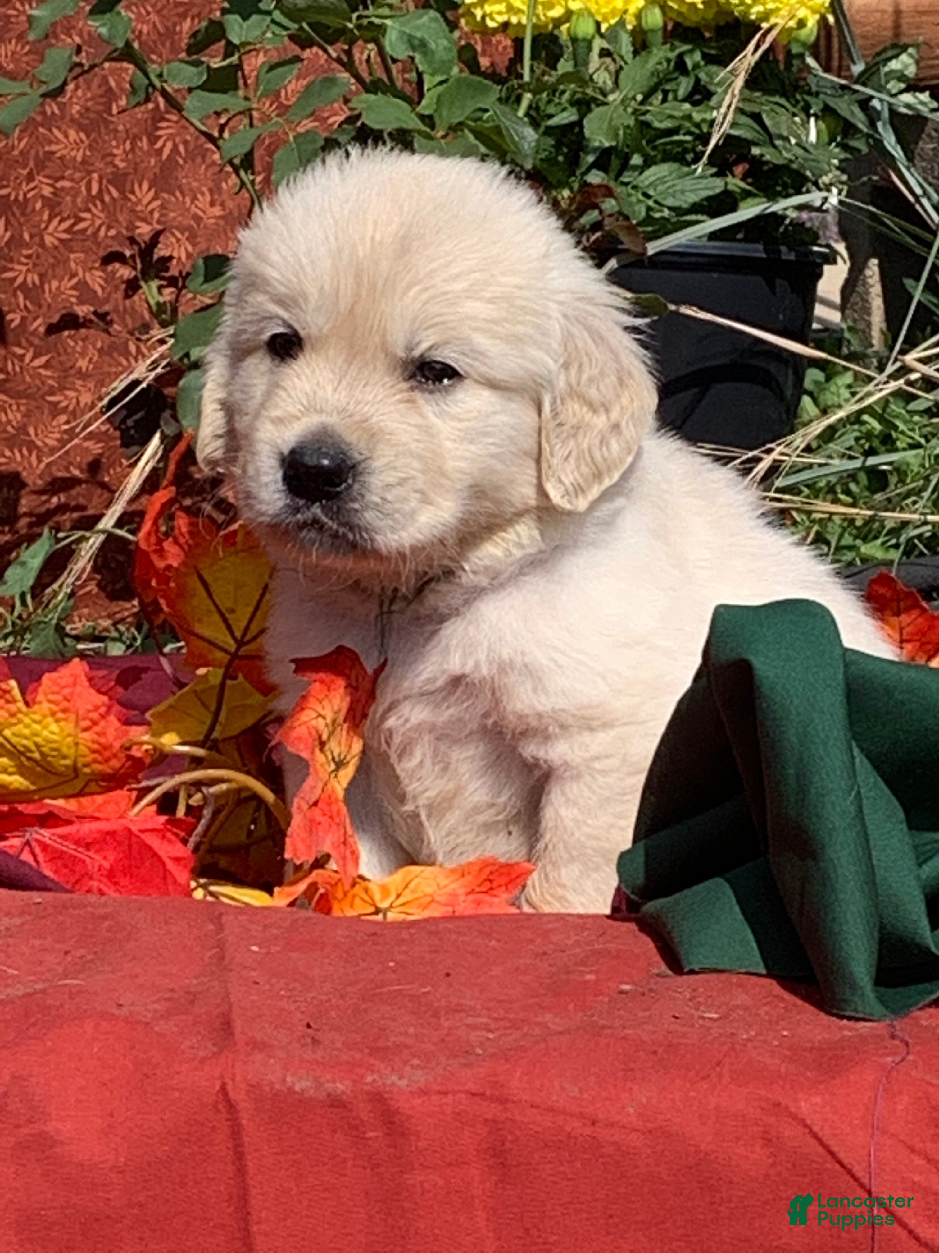 Golden Retriever dogs Red Collared female  - Ad 32