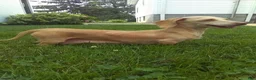 Miniature Dachshund dogs for sale: Duke - Ad 15