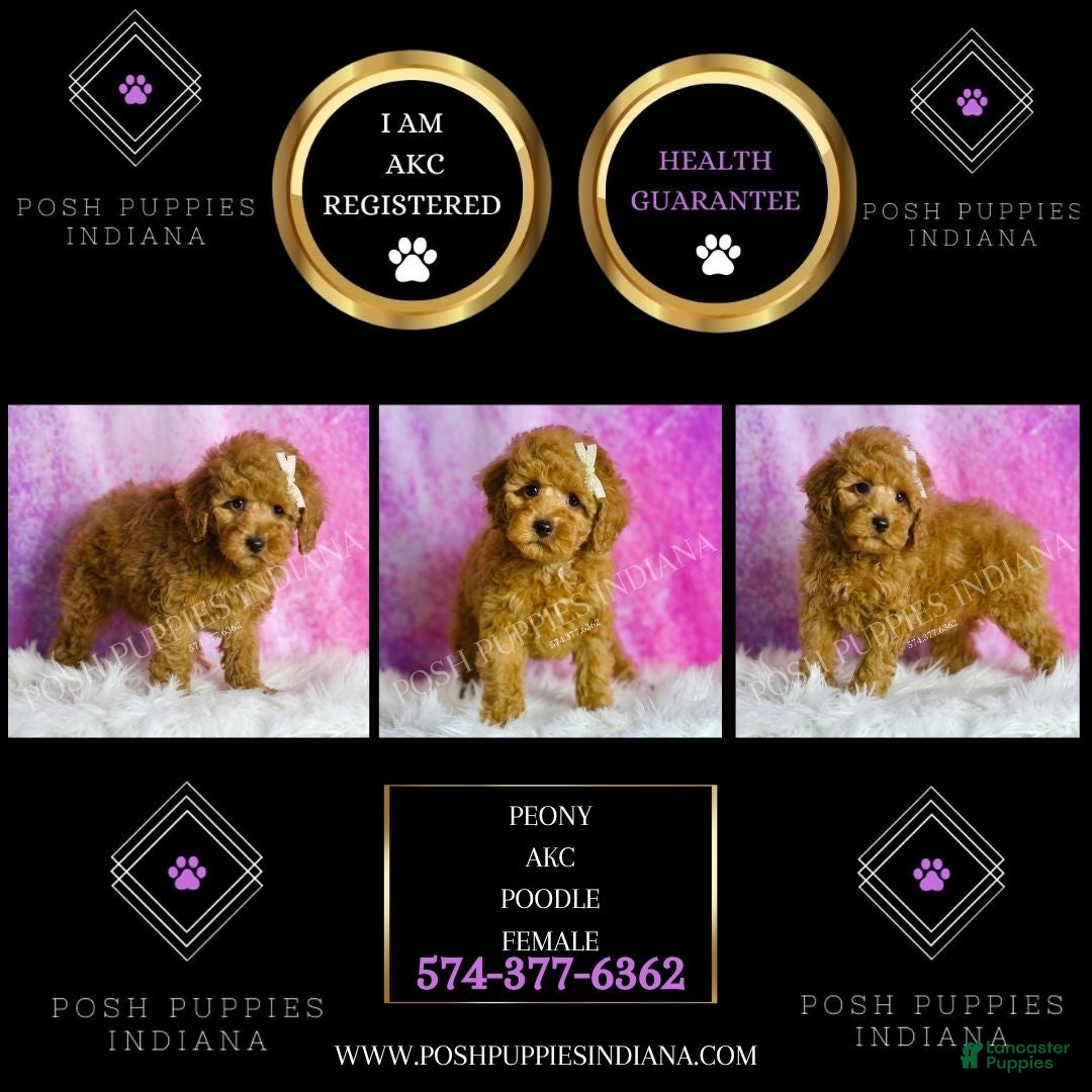 Miniature Poodle dogs for sale: Peony - Ad 2