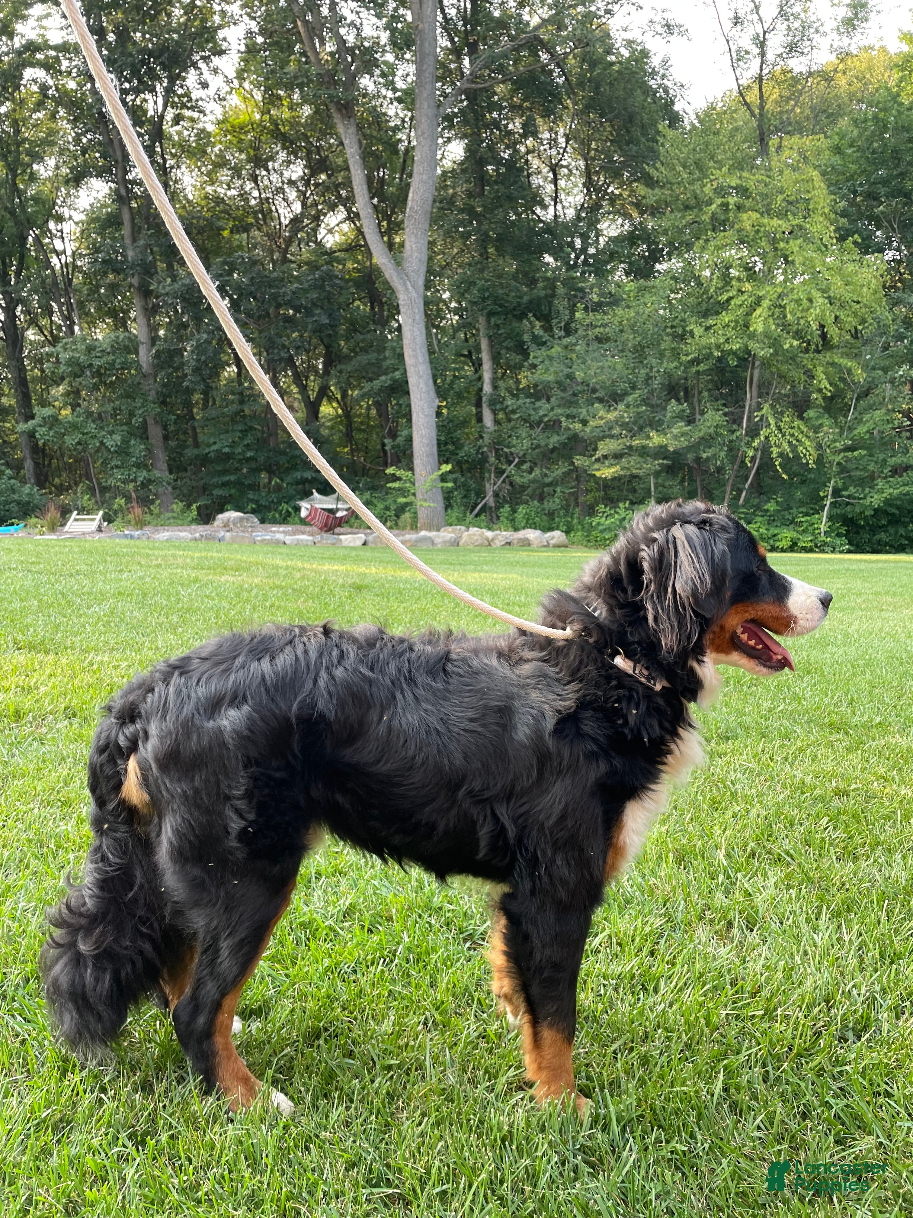 Bernese Mountain Dog dogs Bernese Mountain Dog Puppy 1 - Ad 2