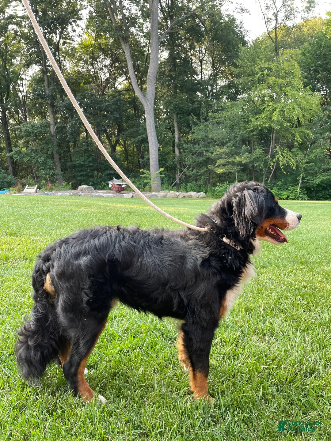 Bernese Mountain Dog dogs for sale: Bernese Mountain Dog Puppy 1 - Ad 2