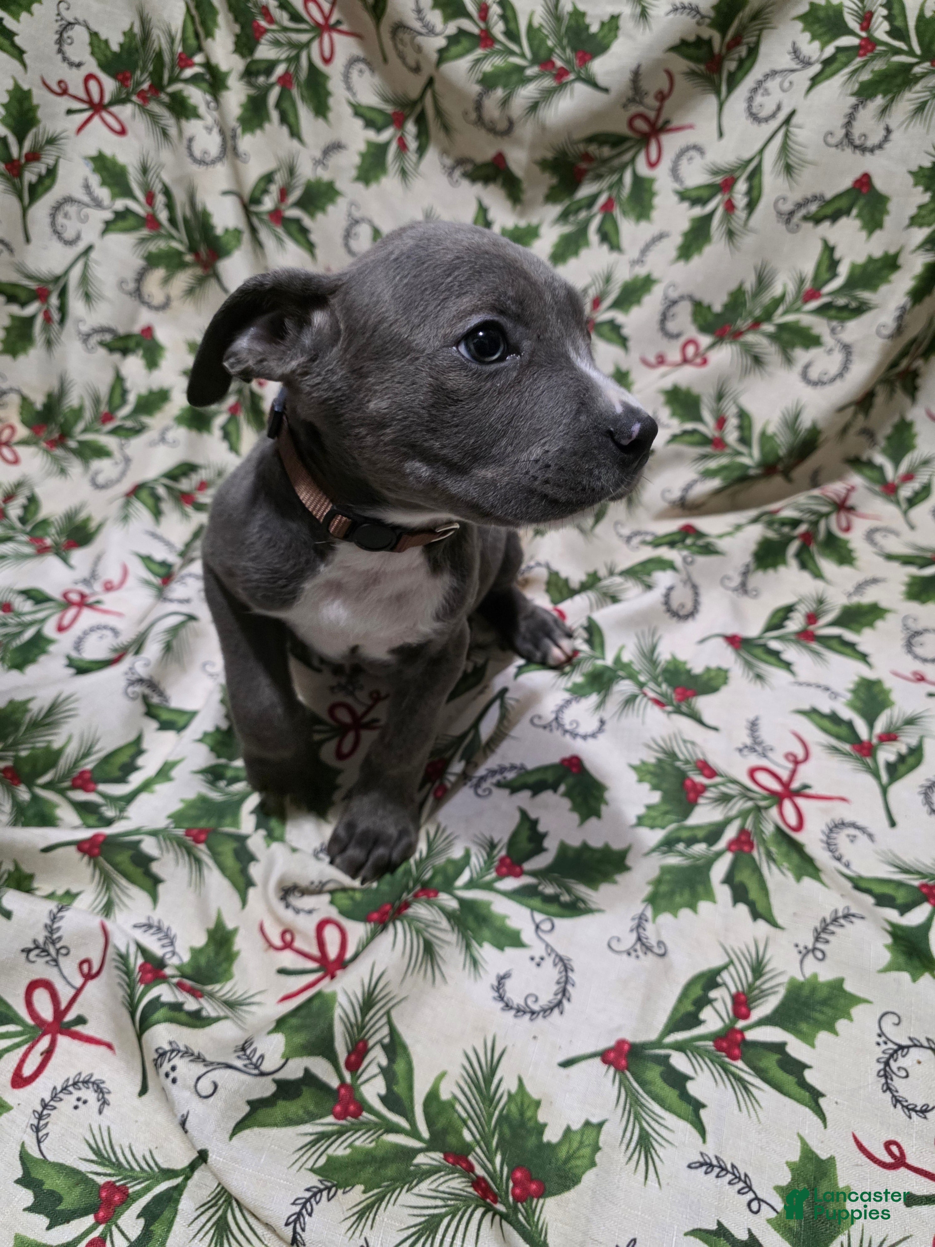 Mixed Breed dogs Pan - Ad 38