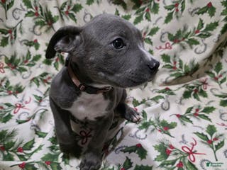 Mixed Breed dogs Pan - Ad 39