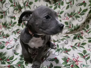 Mixed Breed dogs Pan - Ad 40