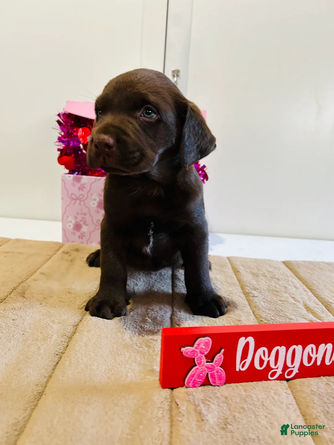 Labrador Retriever dogs for sale: Kenny - Ad 2