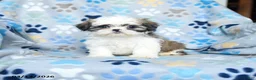 Shih Tzu dogs for sale: Willow - Ad 1