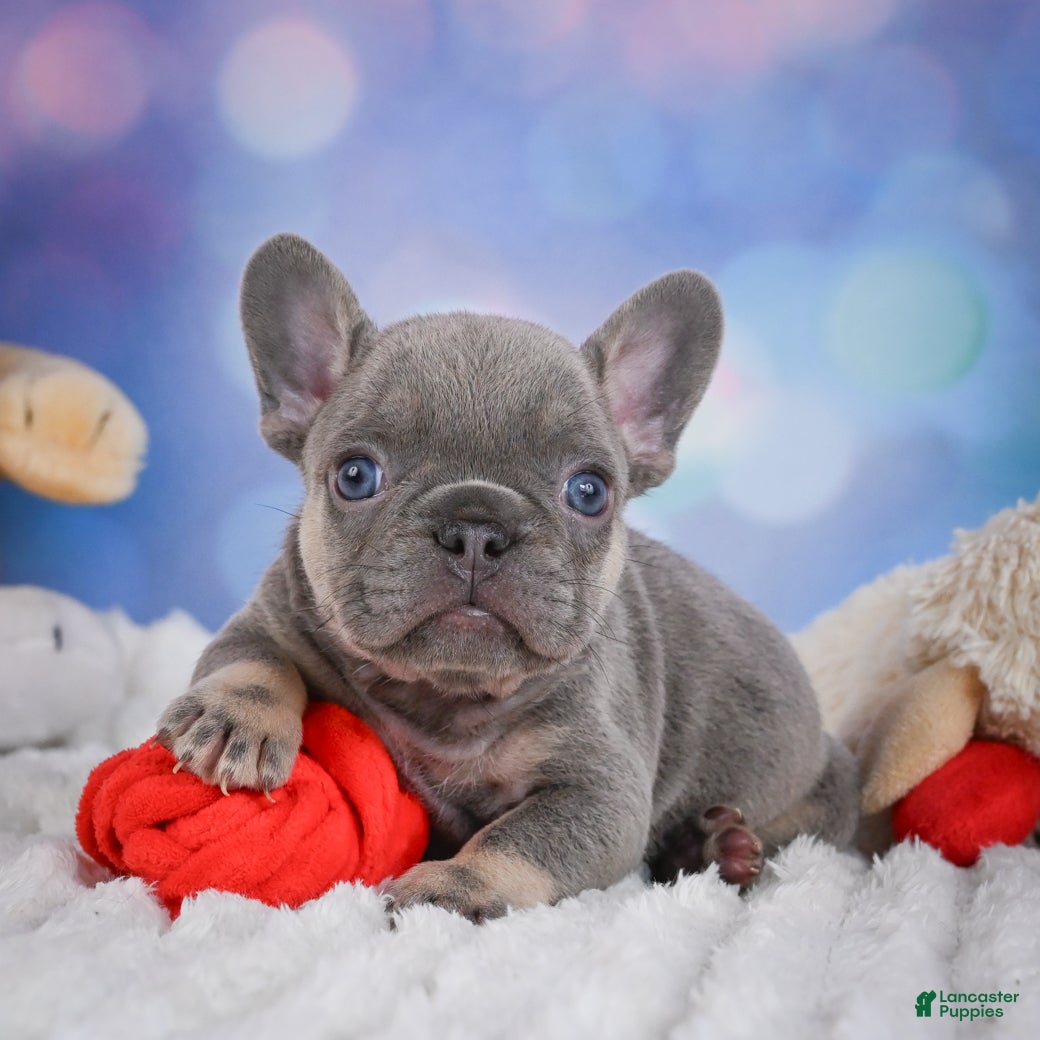 French Bulldog dogs Tulip - Ad 1
