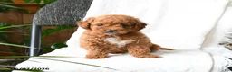 Mini Goldendoodle dogs for sale: Adeline  - Ad 2