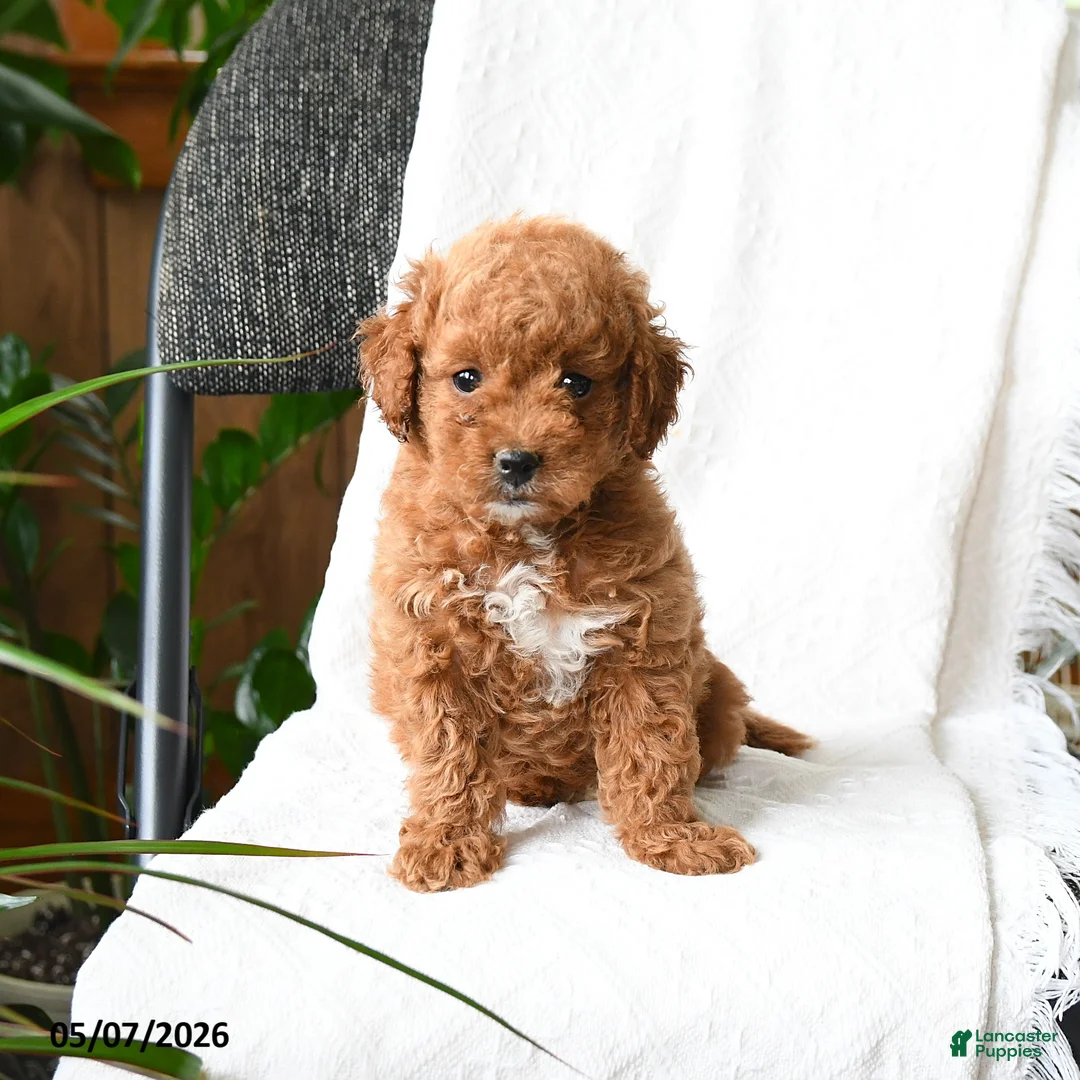 Mini Goldendoodle dogs for sale: Adeline  - Ad 2